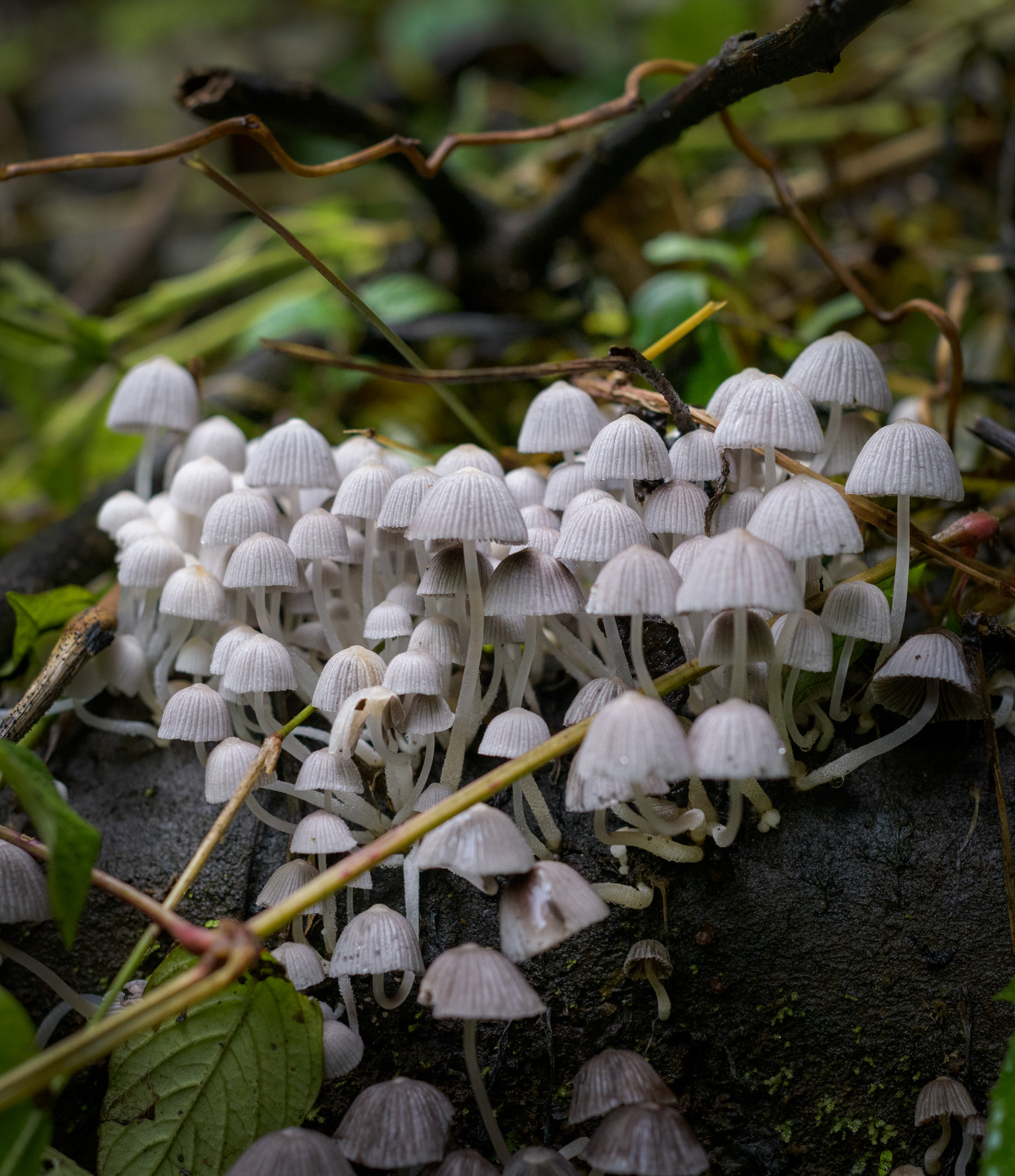 _D852099