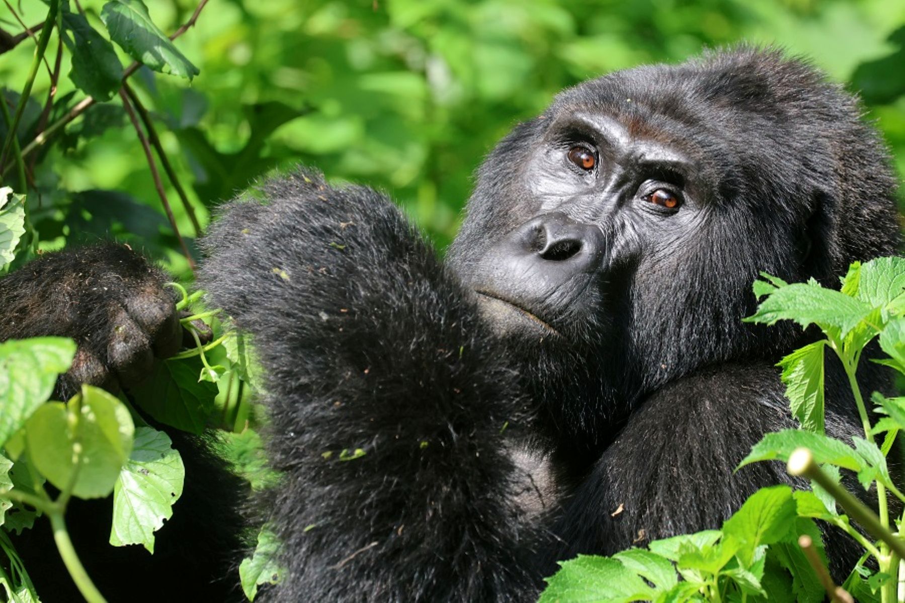 Why Rushaga Is the Best Sector for Gorilla Trekking in Bwindi