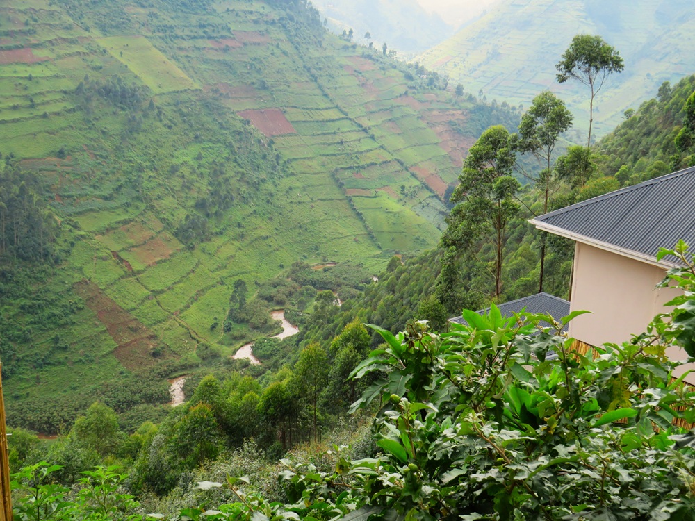 Protecting River Ruhezamyenda: A Community, Conservation, and Tourism Story from Bwindi